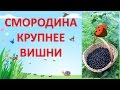 КРУПНОПЛОДНАЯ ЧЕРНАЯ  СМОРОДИНА .ОБЗОР ЛУЧШИХ СОРТОВ черной смородины.