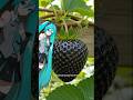 Teto, what kind of strange fruit is this?