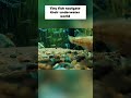 Tiny Fish Friends Peaceful Aquarium Vibes You Need