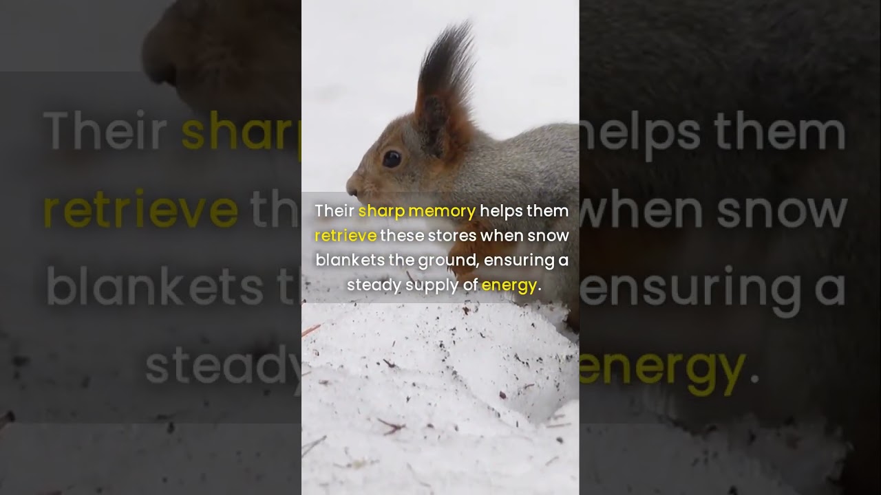 Winter survival method of various animals 