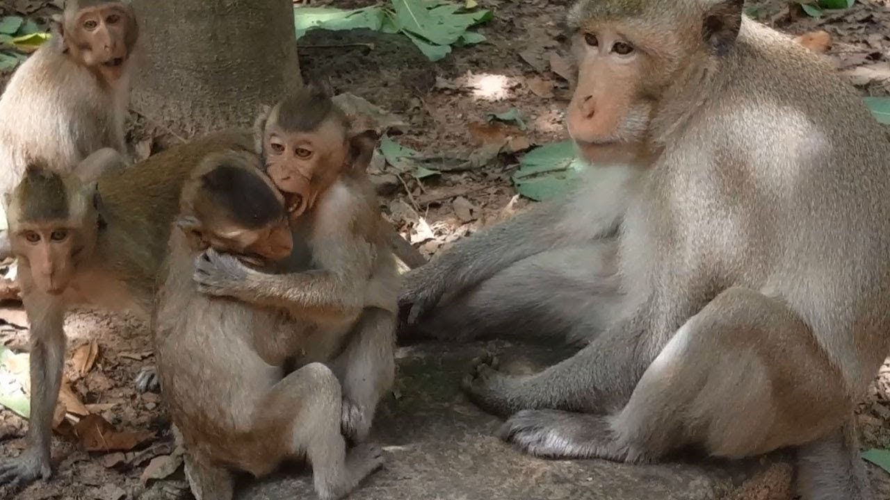 King Skippy playing & protecting baby Polino and Maddix | Cute babies  monkey have fun