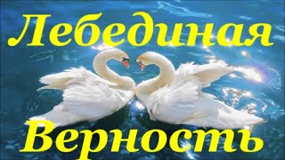 Удивительный Мир  Природы  Лебединая  Верность  The  Amazing World  Of  Nature  Swan  Fidelity