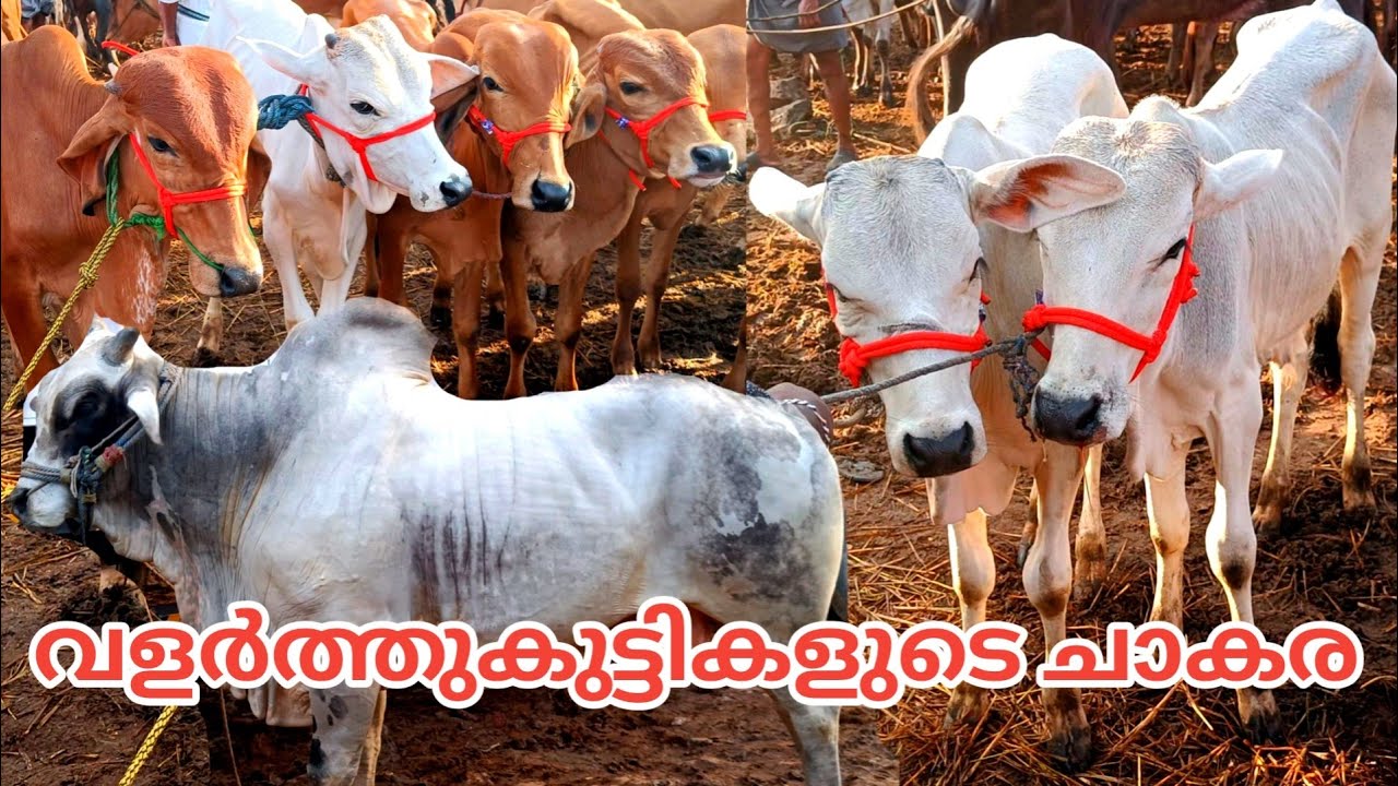 വളർത്തുകുട്ടികളുടെ ചാകര | വിലസഹിതം | 2023 | Vaniyamkulam | Buffalo | Bull | Cow | TECH AND VLOGS