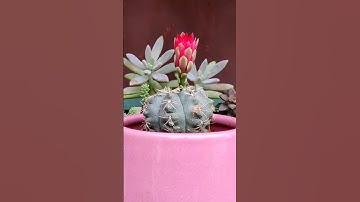 Cactus Bloom Timelapse 😍 #shorts