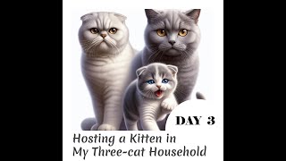 Hosting a Kitten in My Three-Cat Household | DAY 3 | 3 Kedili Evimde Yavru Kedi Misafir Ediyorum - 3