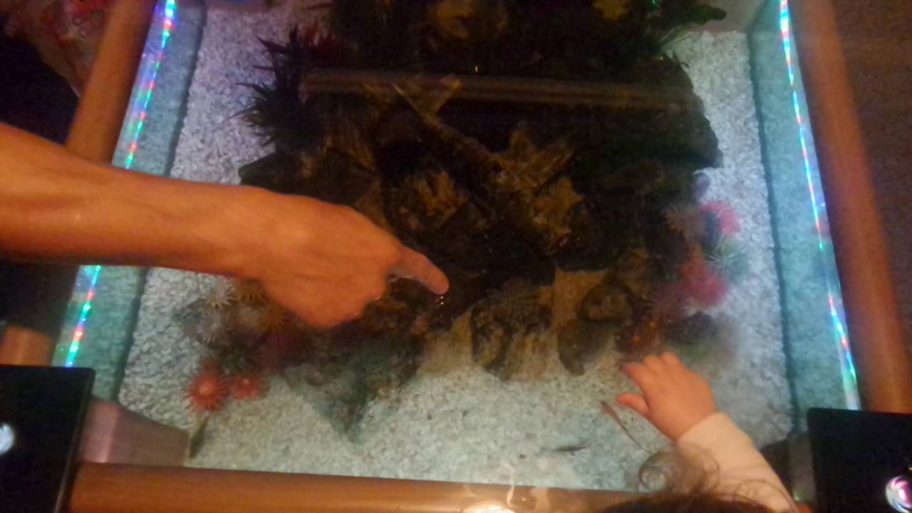 Feeding Time With Tessa Again D Elite Aquatics Coffee Table Bala Feeding Time With Tessa Again D Elite Aquatics Coffee Table Bala Shark Sharks Gourmi Catfish Pleco