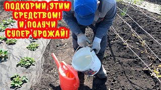 Важнейшая подкормка клубники с пересадкой на новое место! Рекордные урожаи обеспечены!