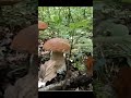 Natural porcini mushrooms #porcini #mushroom #fungi #boletus #shorts #youtubeshorts