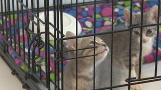 Feral cat rescue group seeks volunteers