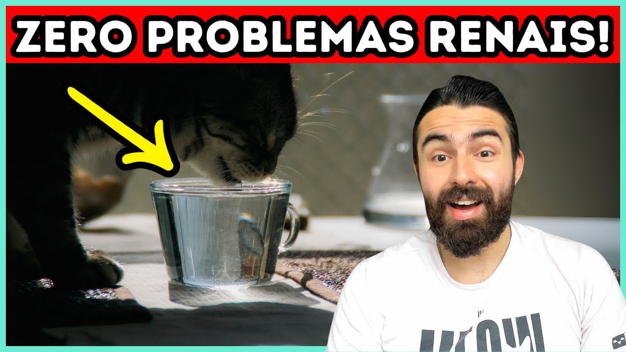 Faça ISSO e Seu Gato Vai Ficar SUPER HIDRATADO!
