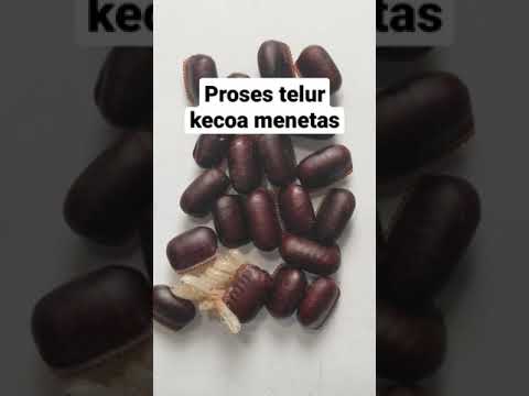 Begini proses telur