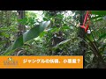 シロヘラコウモリ【コスタリカ】