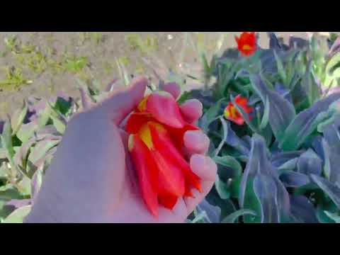 Video: Pembiakan Pokok Tulip: Menanam Pokok Tulip Daripada Benih dan Keratan