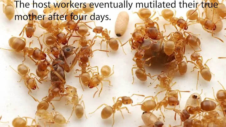 Parasitic ant tricks workers into killing their queen, then takes the throne