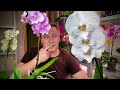 ОРХИДЕИ НЕ ВСЕ ОТКАЧАЛ опять проблемы с покупными орхидеями, обзор 6 БИГ ЛИПОВ
