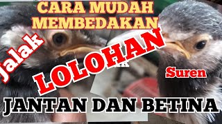 CARA MUDAH MEMBEDAKAN JALAK SUREN ANAKAN JANTAN DAN BETINA,,,WAJIB TONTON