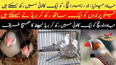 Java Sparrow | Diamond Dove | Zebra Finch | Colony Breeding | Aviary Breeding - Samad Birds Tv