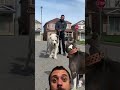 Best dog reaction