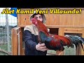 Jilet Ailesinin Yeni Yeri!-Gurk Olacak!#Tekirdağ#civciv#horoz#hindi#tavuk#güvercin