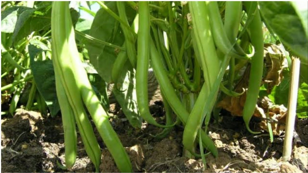How to grow Organic short beans at home/ Green Beans in container