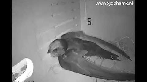 Entry of a parent Common Swift in the wrong box, after leaving a banger takes a look inside