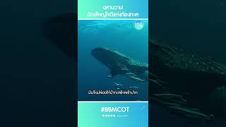 ฉลามวาฬ ยักษ์ใหญ่ใจดีแห่งท้องทะเล #ฉลามเสือดาว #ปลาฉลามม้าลาย #สัตว์ใกล้สูญพันธุ์ #สัตว์ทะเล #Shorts