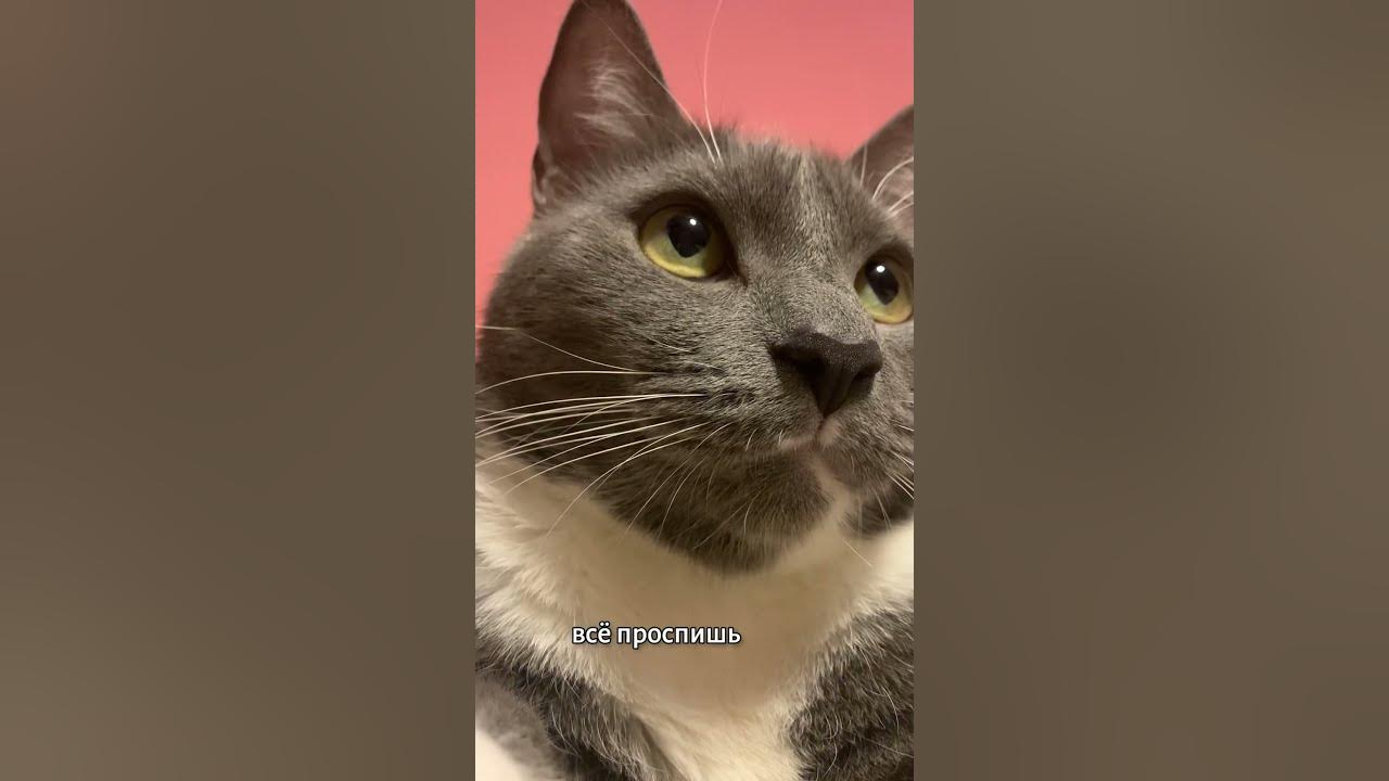 ВСТАВАЙ 😺 - YouTube