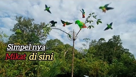 mikat burung serindit mudah banget bisa poin jantan ternyata ini caranya