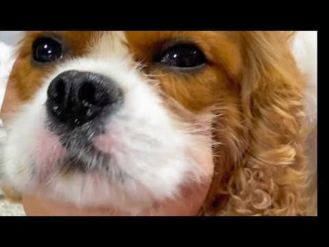 Pet Groom on