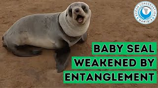 Baby Seal Weakened By Entanglement