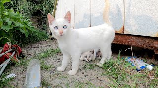 【美猫兄弟】小屋の床下から可愛らしい猫達がワラワラと出てきた！