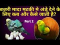 Budgies Female Eggs Dene Kai Liye Matki Mai Kab Jati Hai | Bajri Toto Ki Mada Matki Mai Kase Jaigi