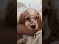 omg I want one#tiktok#fyp#shorts#foryou#repost#trending#foryoupage#viral#fypシ゚viral