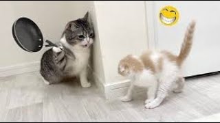 New Cute and Funny Animals 2024 🤣 Funniest Cats and Dogs Videos #40