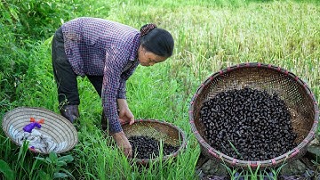 Buổi chiều mẹ bắt ốc về chăn vịt I Cuộc sống bình yên ở nơi thôn quê Việt Nam I Ẩm Thực Mẹ Làm