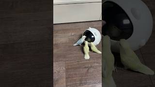 This nest is too crowded if so many parrots live in it. #birds #parrot #parrots #pets #shorts