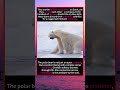 They are the loneliest wanderers on Earth, yetthey choose each other' s#foryou #fyp #animals #funny