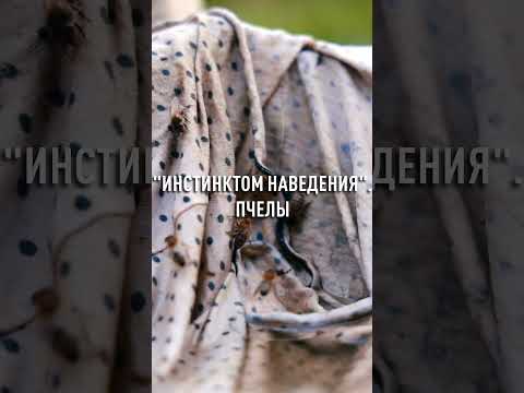 Как пчелы возвращаются в свои ульи после сбора нектара? #shorts