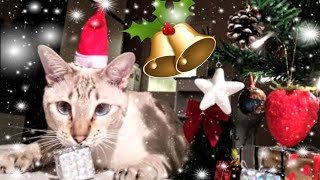 Meowy Catmas 2023! | Merry Christmas 2023 dear Meow Friends!