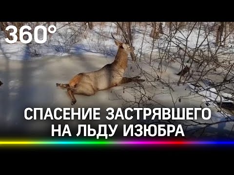 Спасение распластавшегося на льду оленя - видео