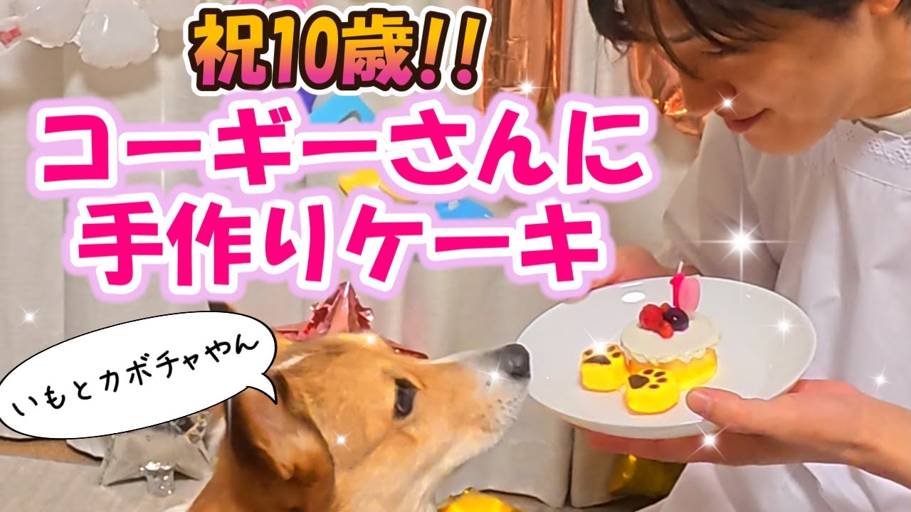 【犬用ケーキ】10歳になったコーギーさんをお祝いしましょう！