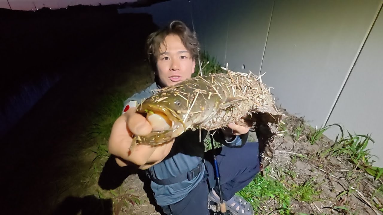 あっし@たけぽんナマズσΣςβΩ Targeting Catfish in a Japanese River - YouTube