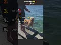 Top 5 Funniest Dog Fails 😂🐶 (Wait For It…) #funny #shorts #dogshorts
