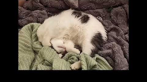 Video of adoptable pet named Leza