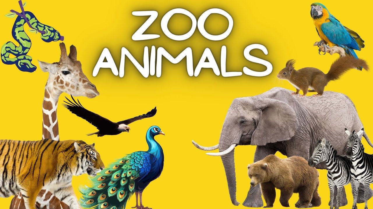 ZOO ANIMALS - Animals Vocabulary for Kids | Mon's English - Young Learners’ English