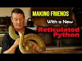 Advanced handling tips for welcoming home a new retic