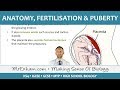 Human Reproduction - Anatomy, fertilisation and puberty - GCSE Biology (9-1)
