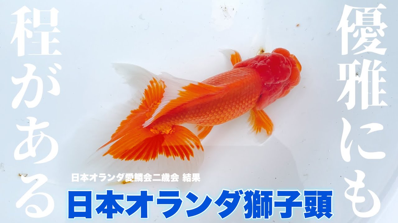 [Голова японо-голландского льва] Я слышал, что они элегантны, но эта — просто нечто 😆 Эти золотые...