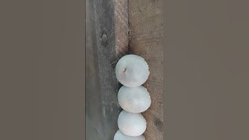 trứng tắc kè khẽ mỏ, 1 bé tắc kè con sắp ra đời