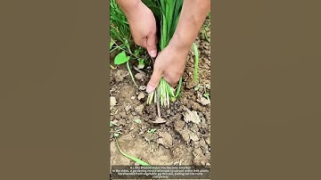 Leeks in the vegetable garden are uprooted